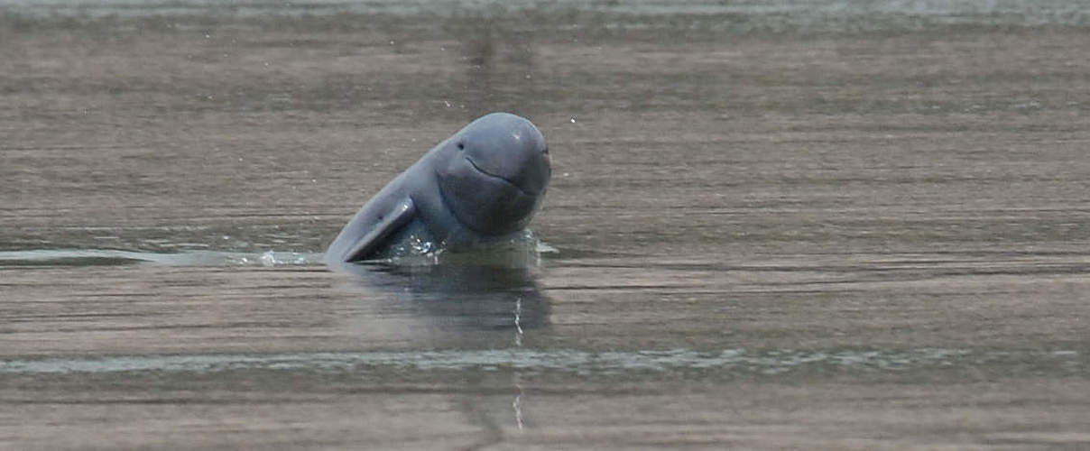 Irrawaddy-Flussdelfin © Fernando Trujillo / WWF-Greater Mekong