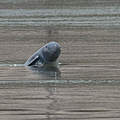 Irrawaddy-Flussdelfin © Fernando Trujillo / WWF-Greater Mekong