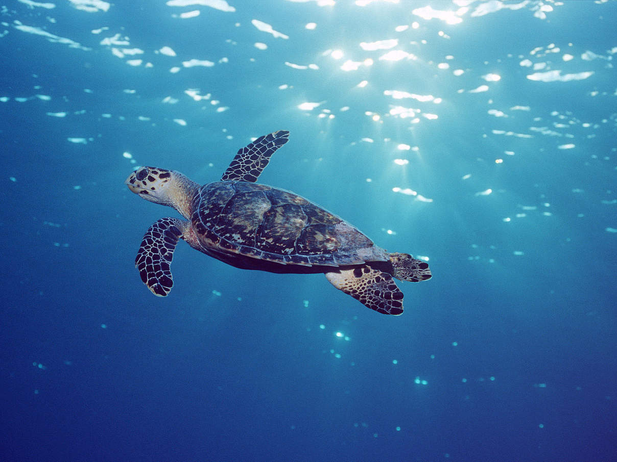 Echte Karettschildkröte. © naturepl.com / Doug Perrine / WWF