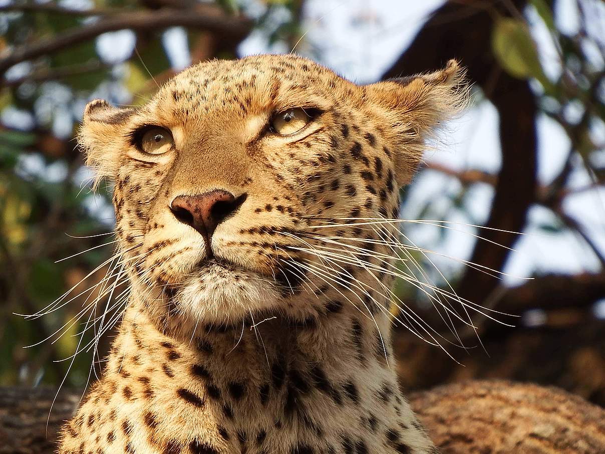 Leopard © Karen Cartwright