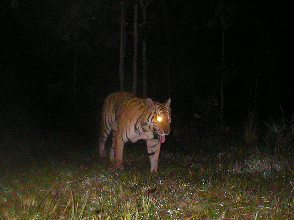 Letzter Tiger in Kambodscha - eingefangen von einer Kamerafalle im Mondulkiri-Schutzgebiet © MoE GDANCP FA / WWF Cambodia