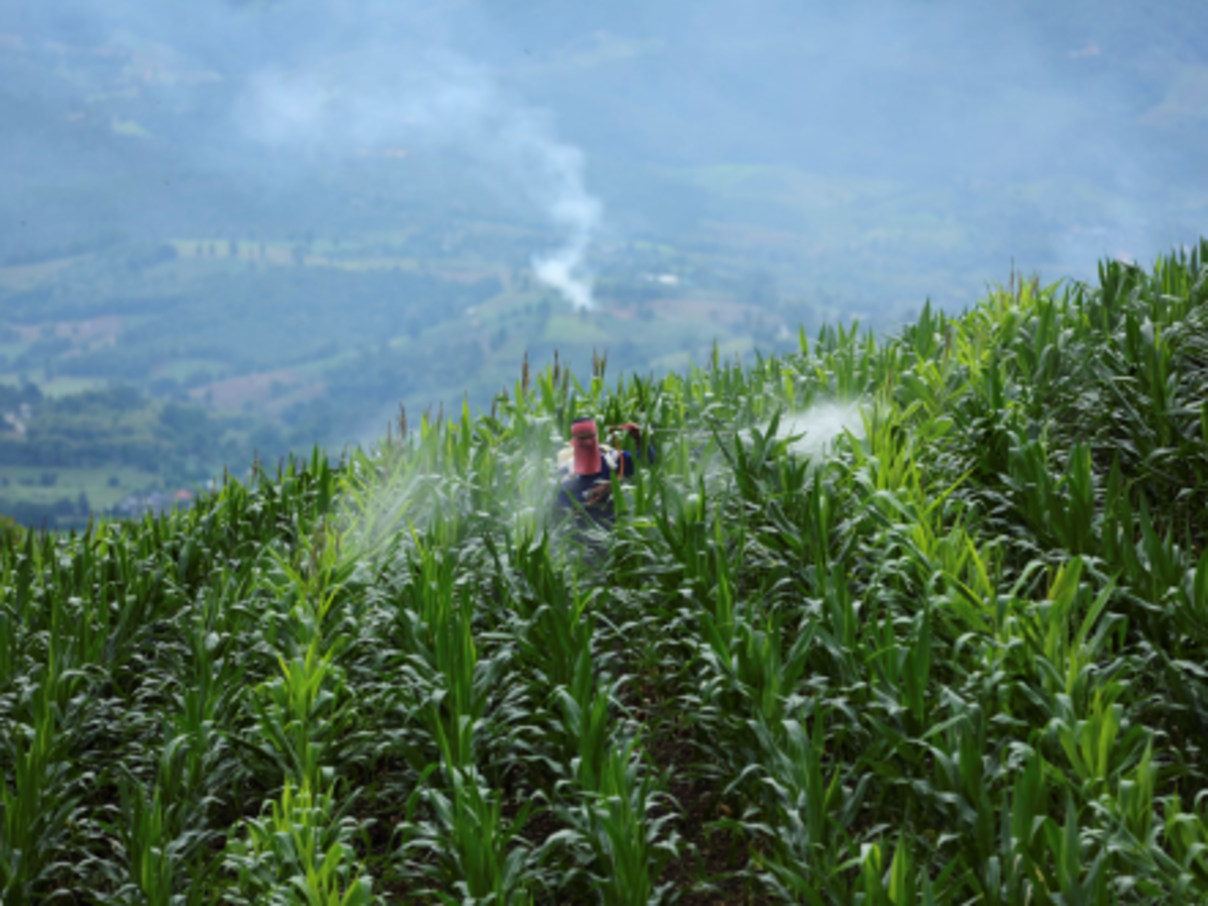 Thailändische Bäuerin revolutioniert Landwirtschaft