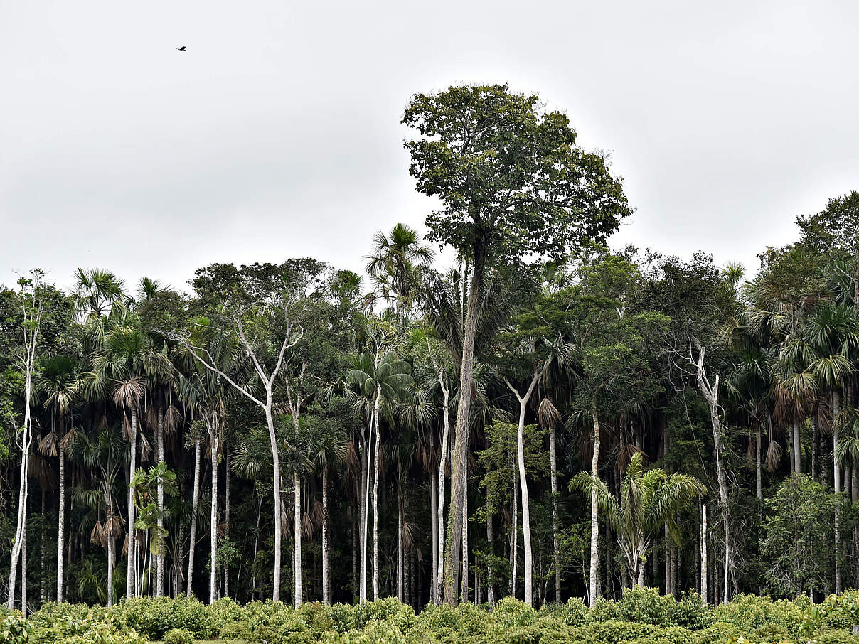 Regenwald mit Paranussbäumen in Manuripi © Adriano Gambarini / WWF Living Amazon Initiative