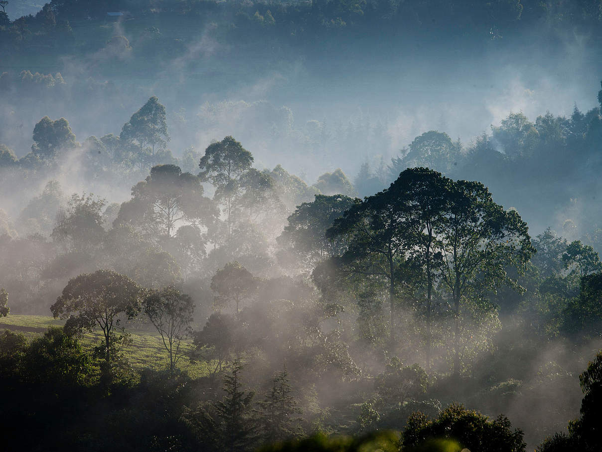 Morgenstimmung am Rande des Mau-Waldes in Kenia © Kate Holt / WWF-UK