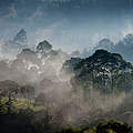Morgenstimmung am Rande des Mau-Waldes in Kenia © Kate Holt / WWF-UK