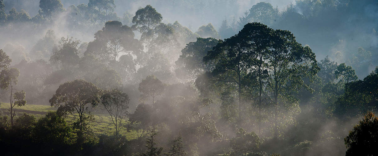 Morgenstimmung am Rande des Mau-Waldes in Kenia © Kate Holt / WWF-UK