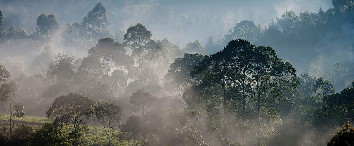 Morgenstimmung am Rande des Mau-Waldes in Kenia © Kate Holt / WWF-UK