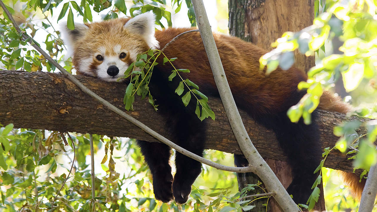 Roter Panda © iStock / GettyImages