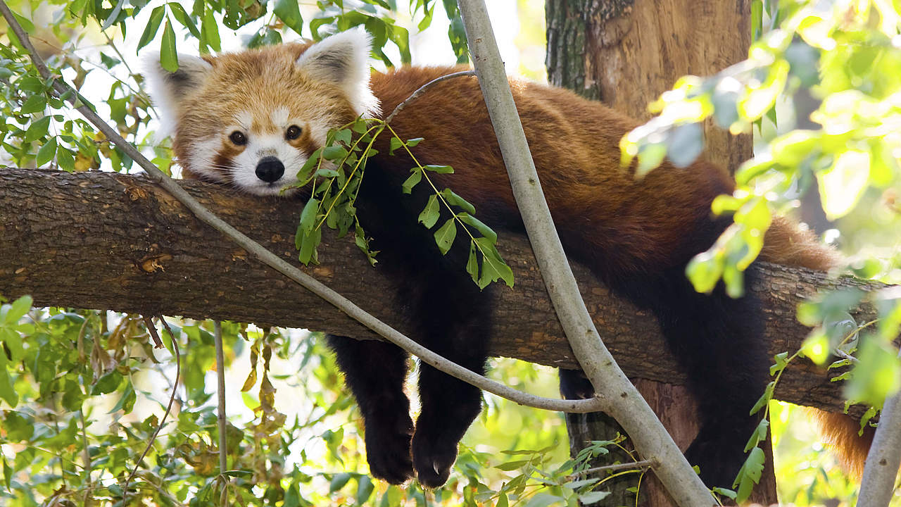 Helfen Sie Uns Den Roten Panda Zu Sch tzen WWF
