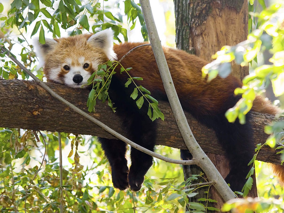 Rote Pandas (Kleine Pandas) im WWF-Artenlexikon