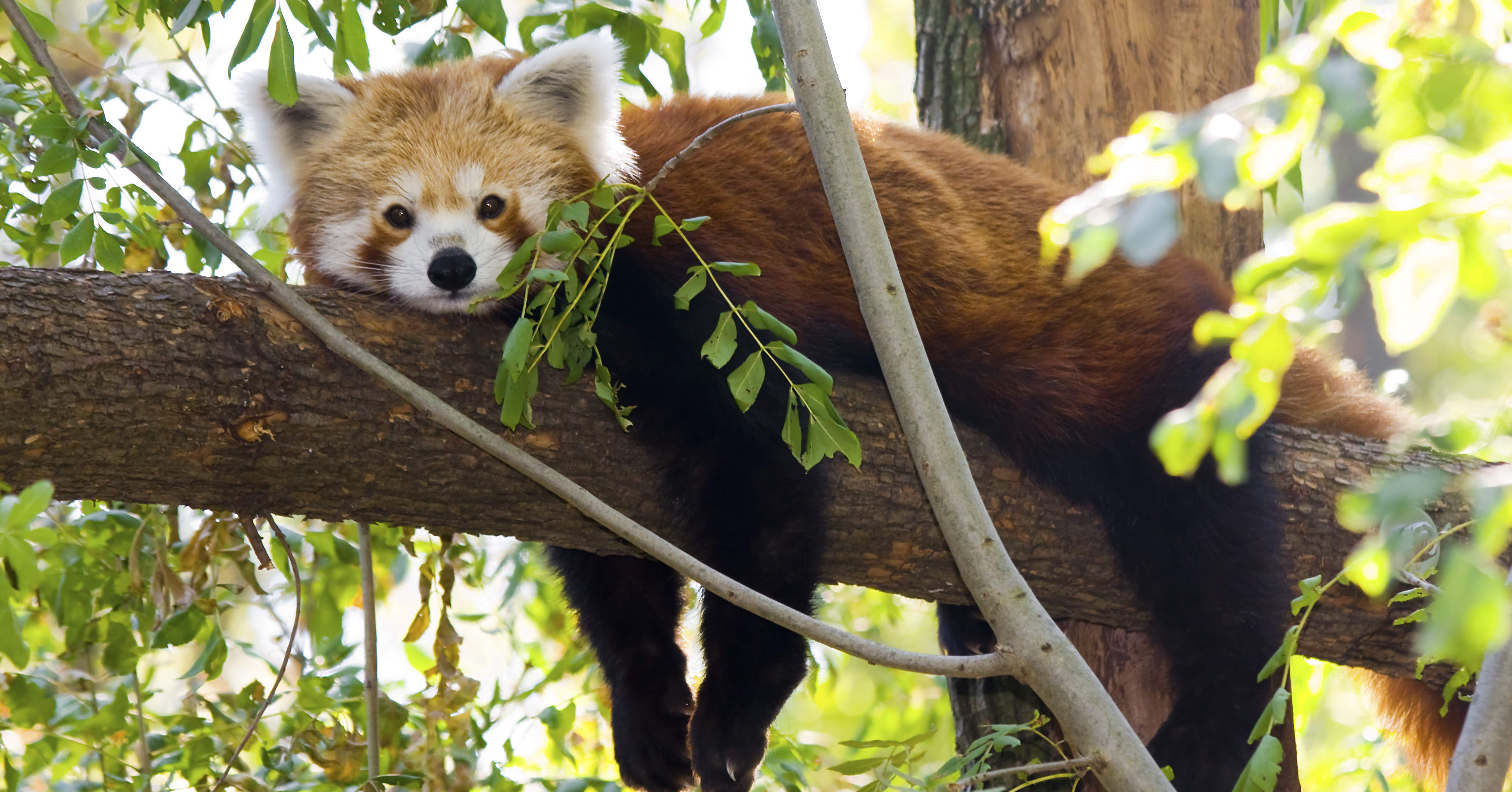Helfen Sie uns, den Roten Panda zu schützen!