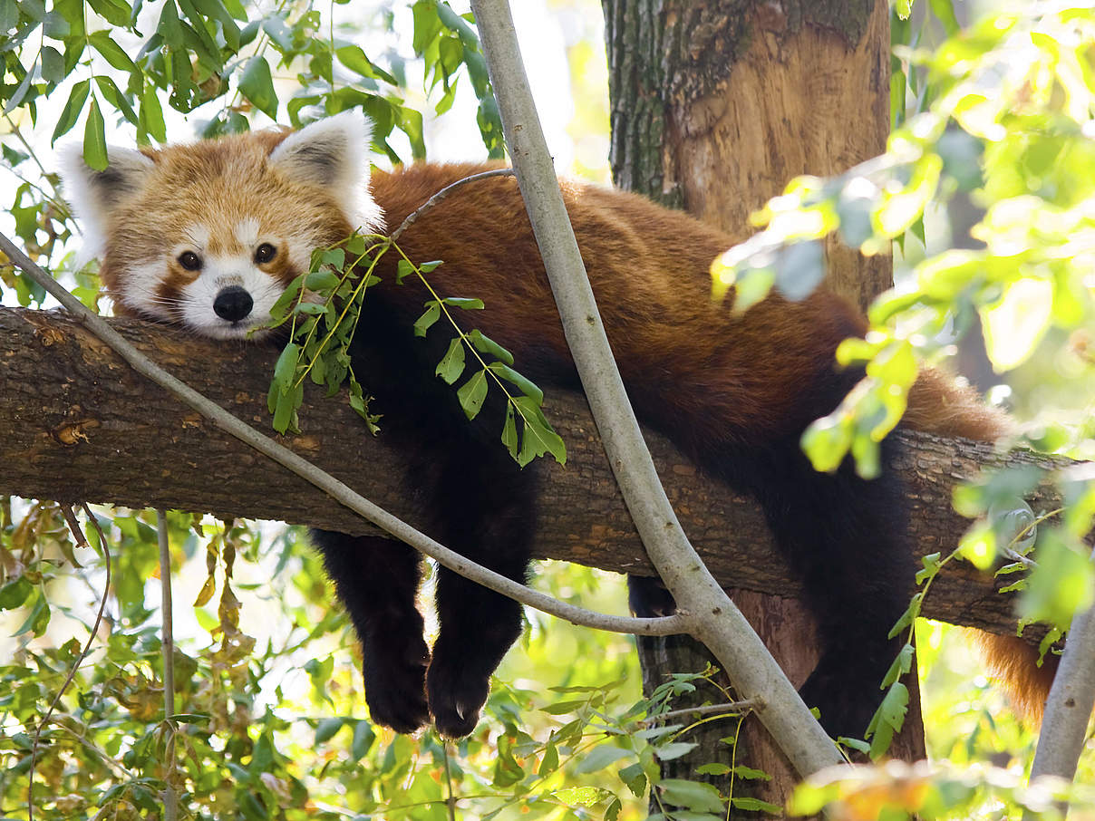 Rote Pandas (Kleine Pandas) im WWF-Artenlexikon | WWF