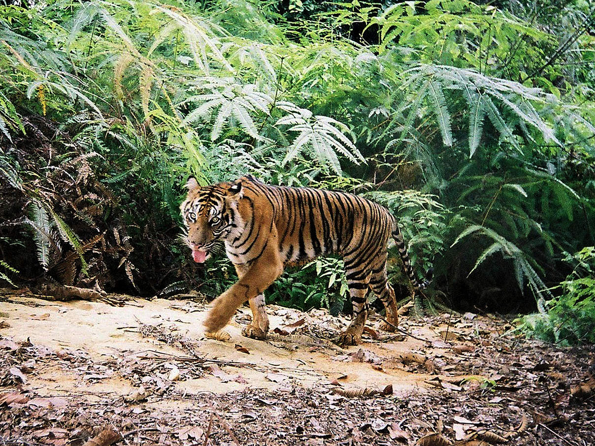 Kamerafallenfoto eines jungen Sumatra-Tigers im Wald von Bukit Betabuh © Tiger Survey Team / WWF Indonesien Kamerafallenfoto eines jungen Sumatra-Tigers im Wald von Bukit Betabuh © Tiger Survey Team / WWF Indonesien