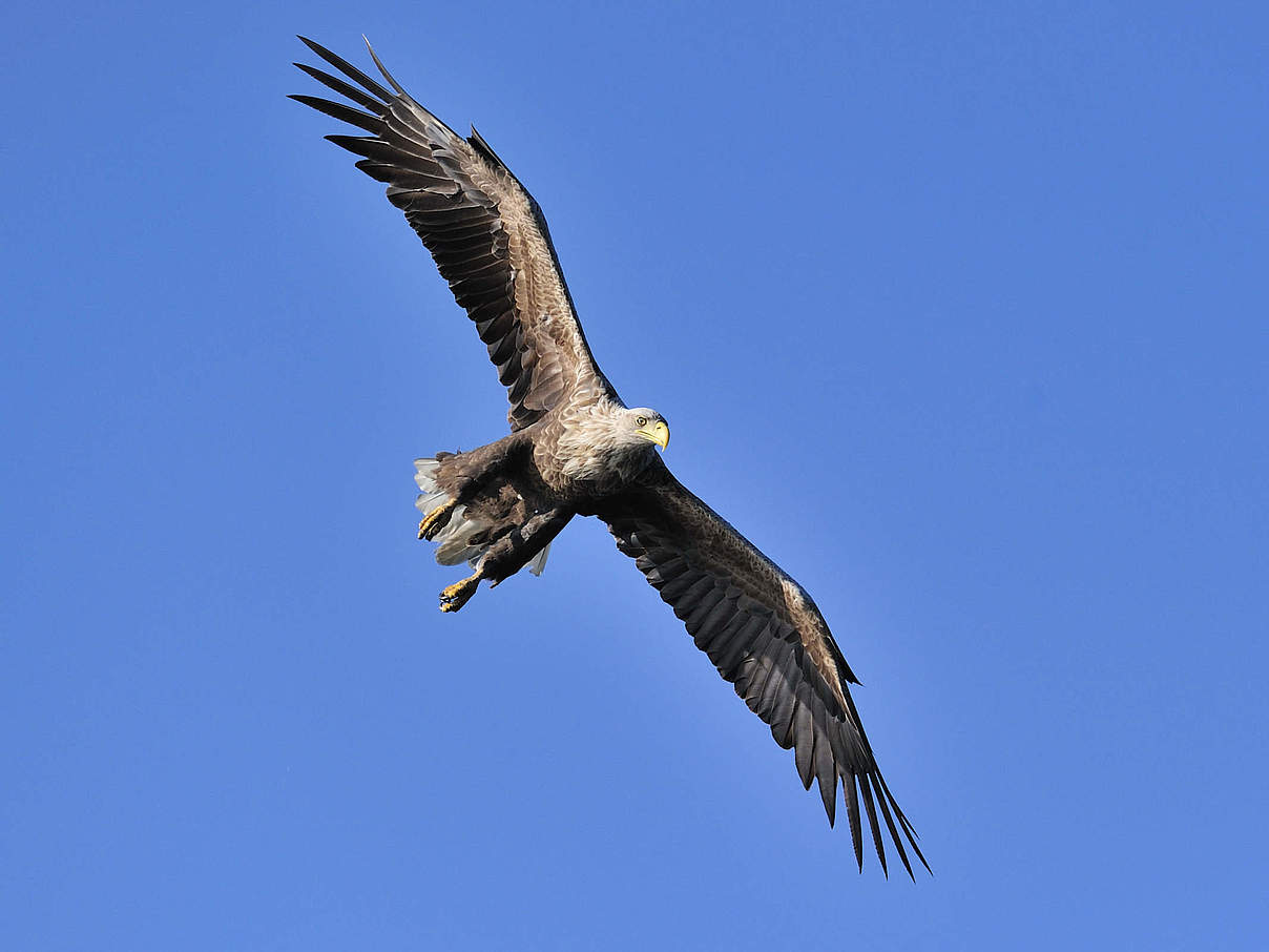 König der Lüfte – Der Seeadler © Ralph Frank / WWF