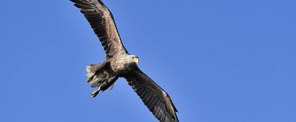 Seeadler an den Feldberger Seen © Ralph Frank / WWF