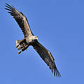 Seeadler an den Feldberger Seen © Ralph Frank / WWF