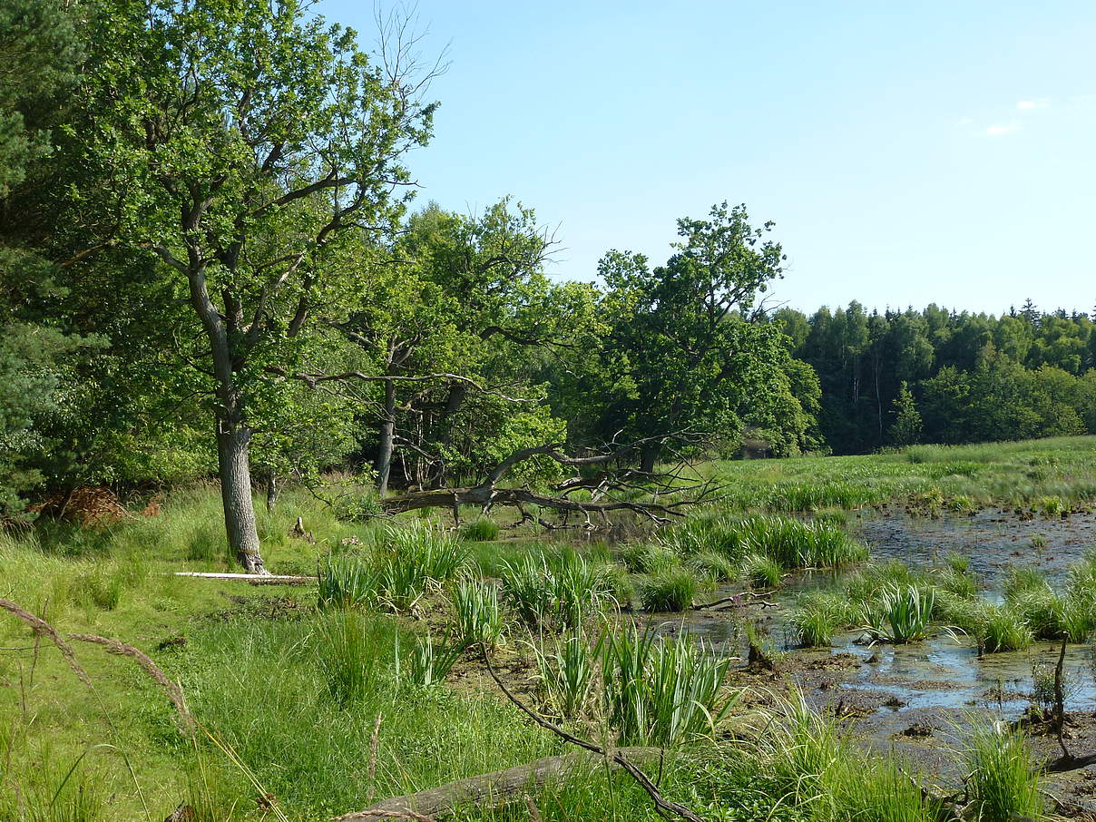 See in der Zerweliner Heide (brandenburgische Uckermark) © Albert Wotke / WWF