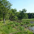  See in der Zerweliner Heide (brandenburgische Uckermark) © Albert Wotke / WWF