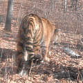 Amur-Tiger in der Kamerafalle. © Sun Ge / WWF China