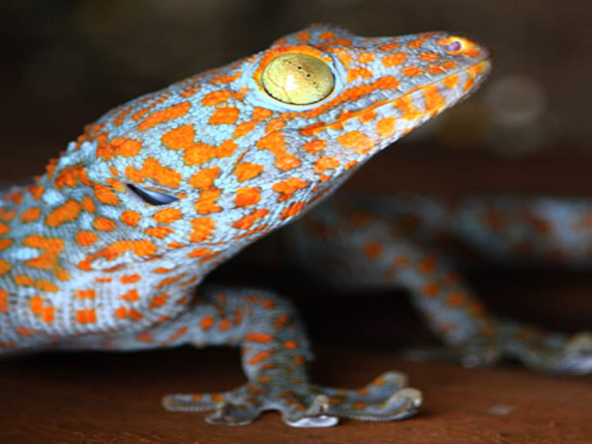 Tokeh-Gecko. © C. Gomes / TRAFFIC / WWF