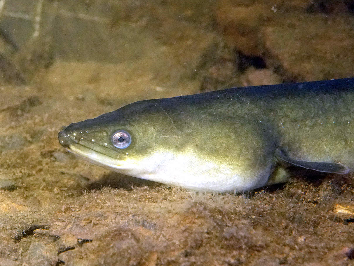 Aal © cc 4.0 / Lorenz Seebauer