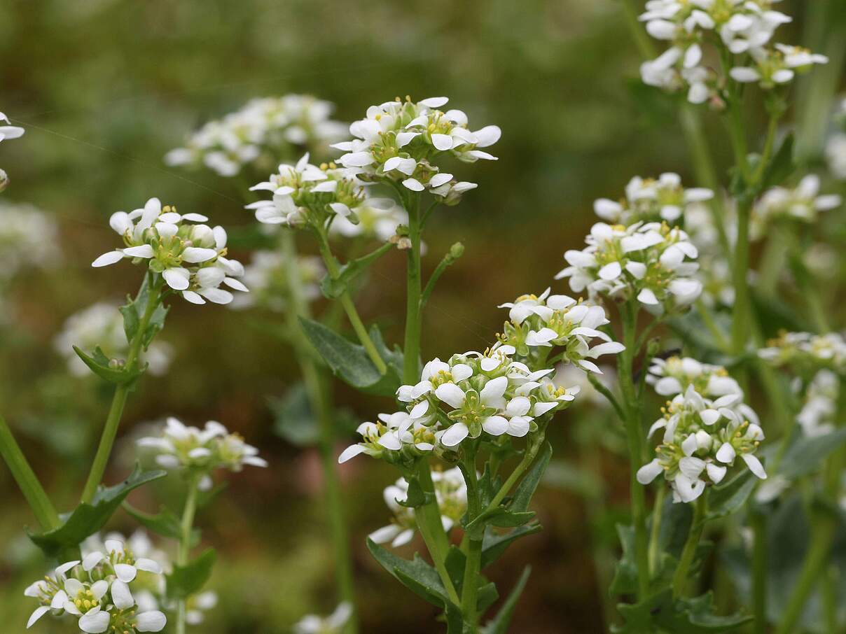 Bayerisches Löffelkraut: Endemische Pflanze in Deutschland © IMAGO / imagebroker