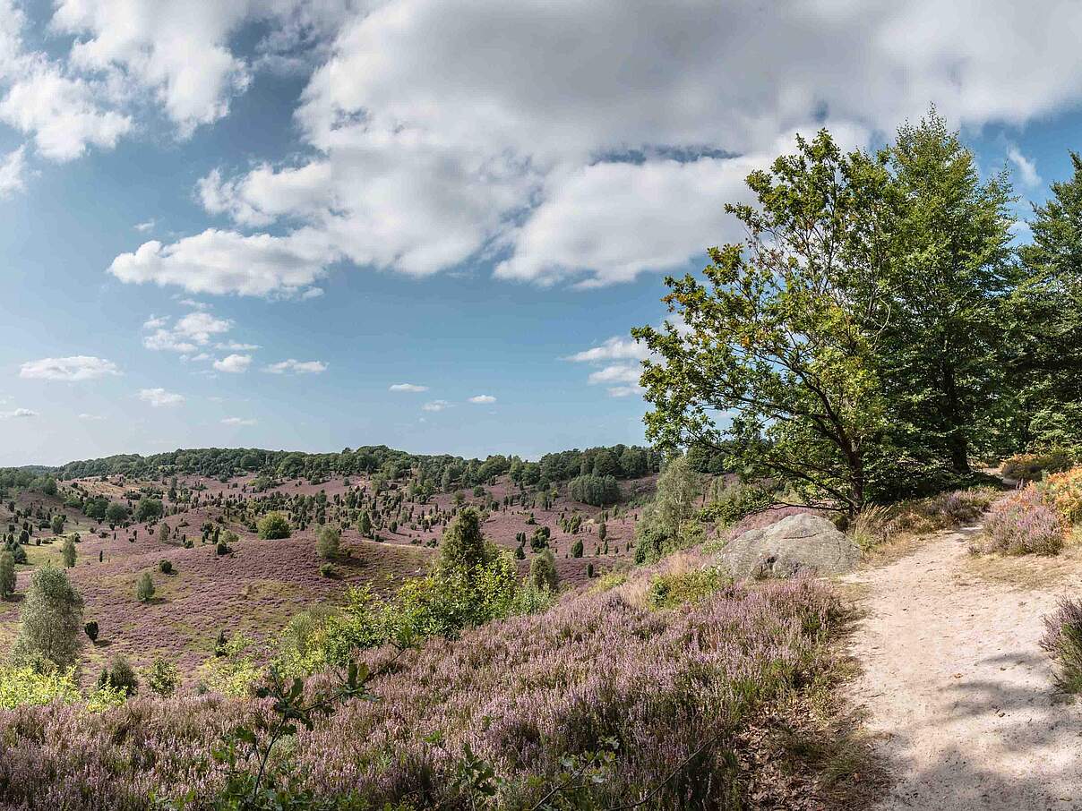 Lüneburger Heide © Regio Ranger