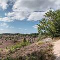 Lüneburger Heide © Regio Ranger