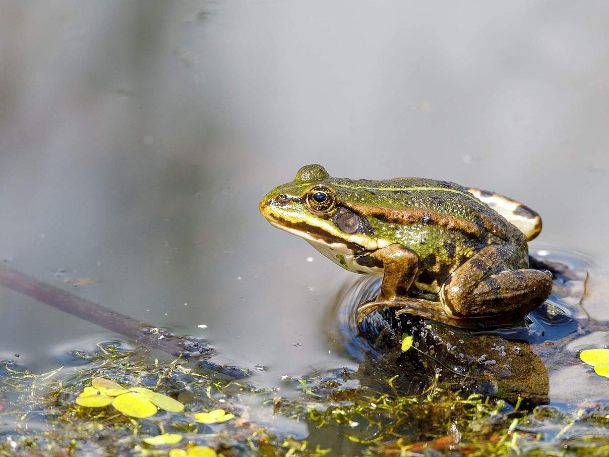 Seefrosch © Micro Arthush Foto / imago images / agefotostock