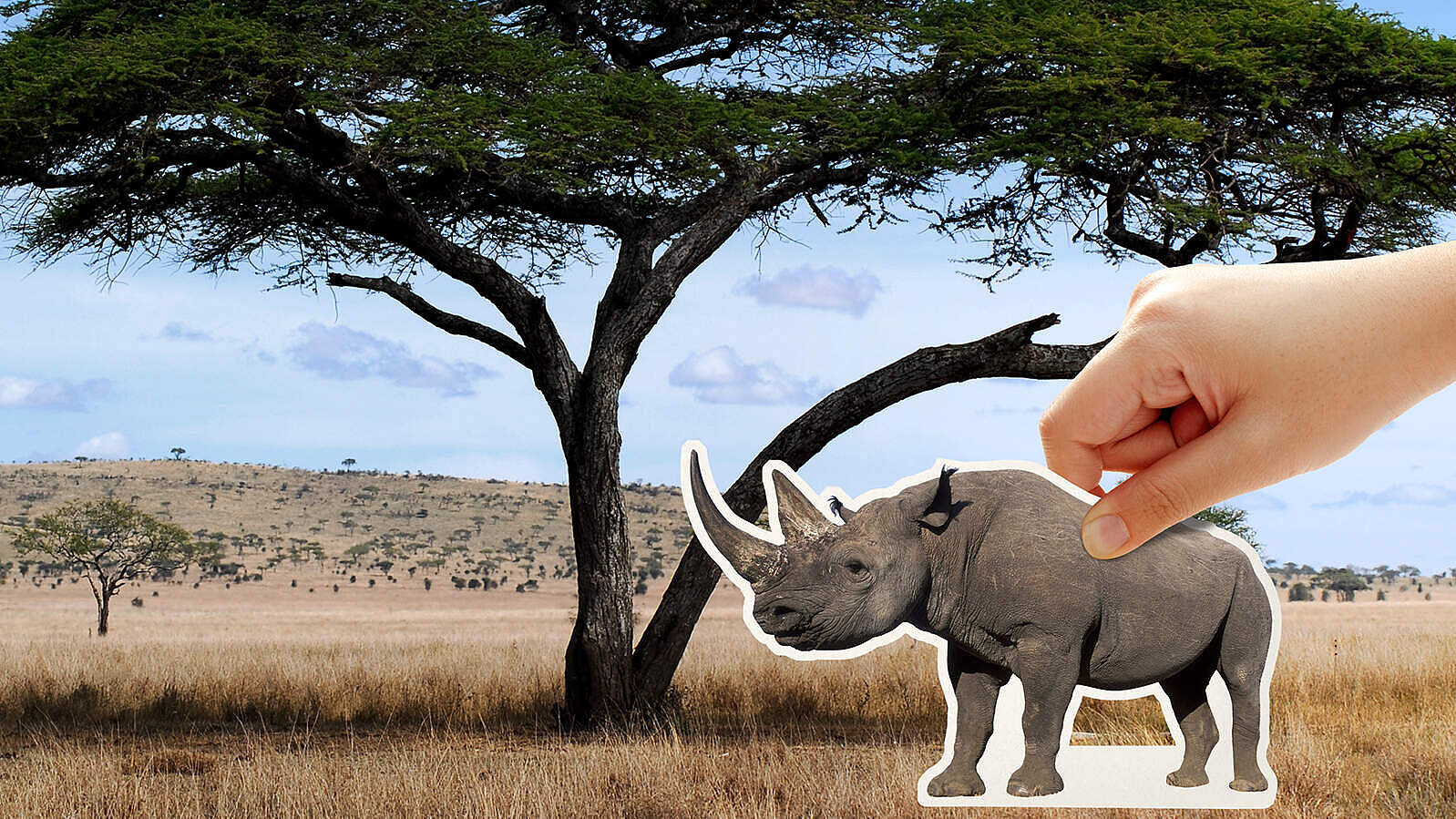 Es liegt in Ihrer Hand, die Nashörner zurückzubringen 