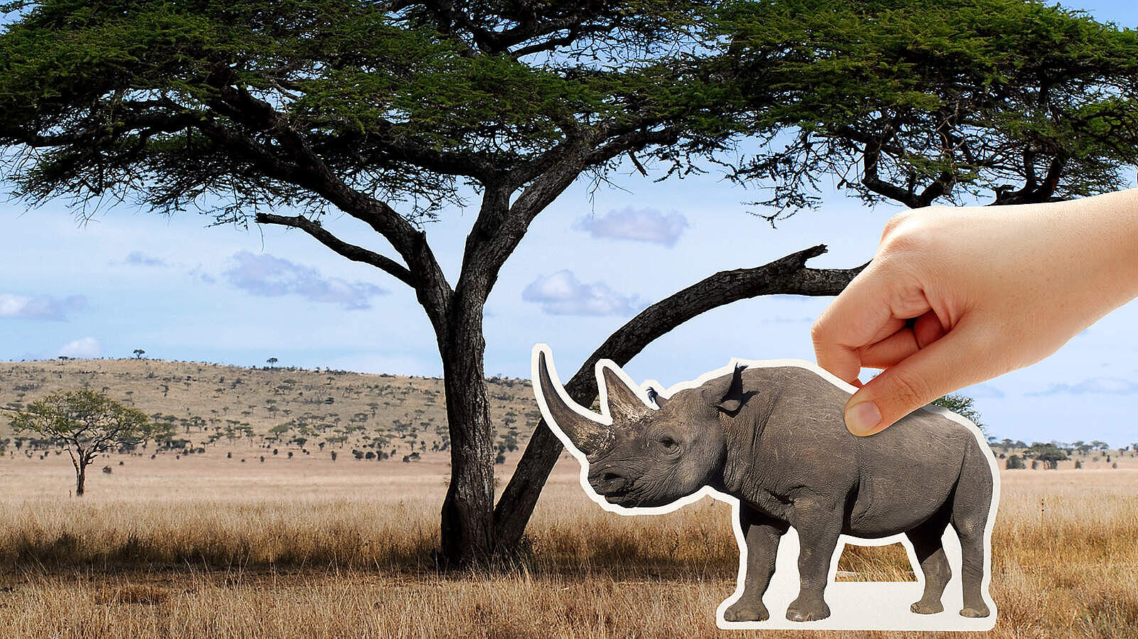 Es liegt in Ihrer Hand, die Nashörner zurückzubringen 