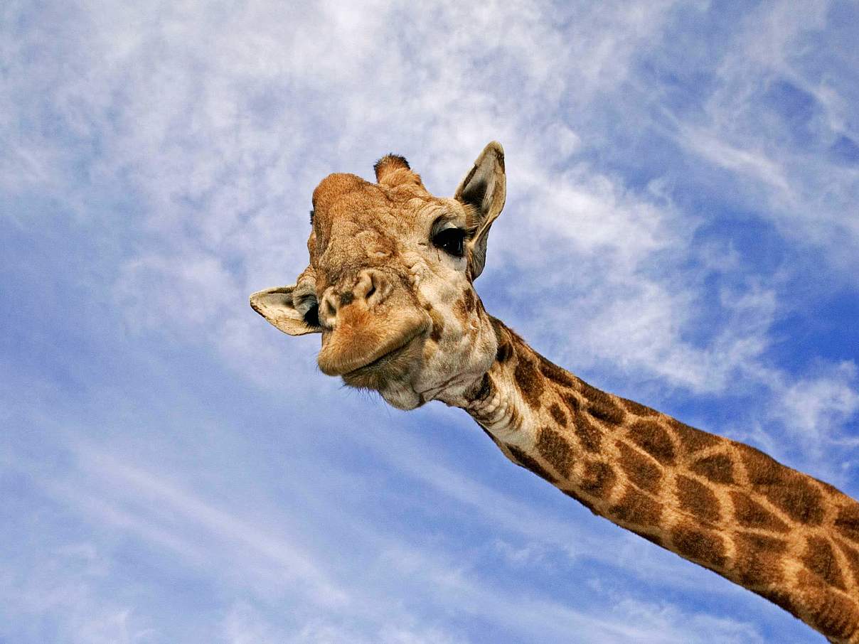 Bedroht: Die Giraffe © Martin Harvey / WWF