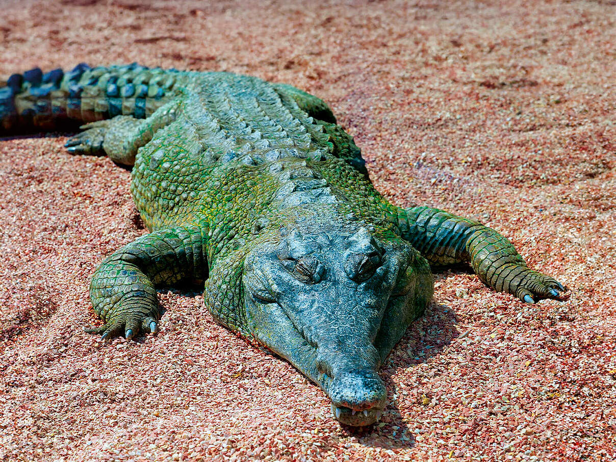 Westafrikanisches Panzerkrokodil