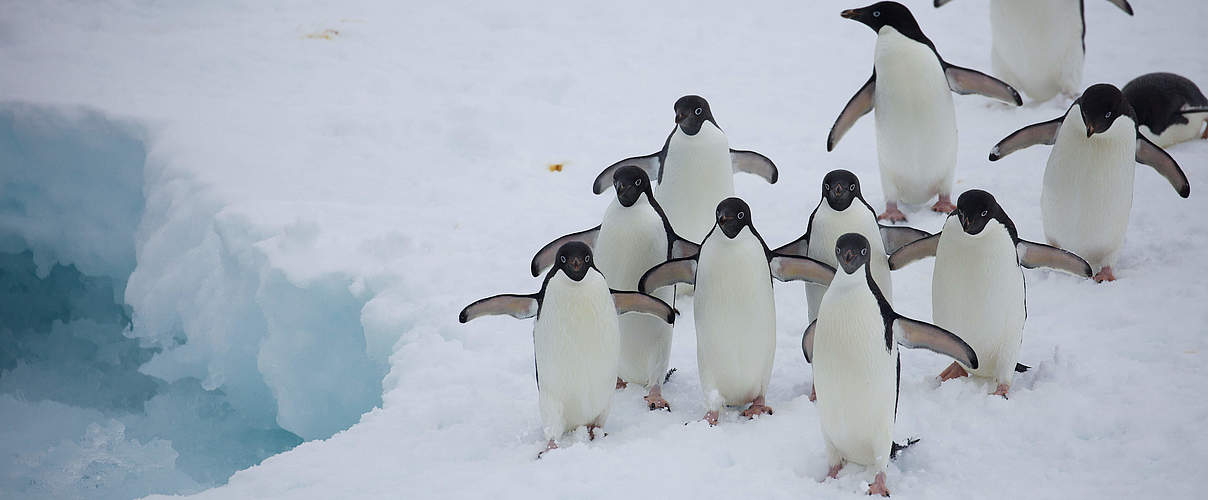 Pinguine © WWF-Aus / Chris Johnson
