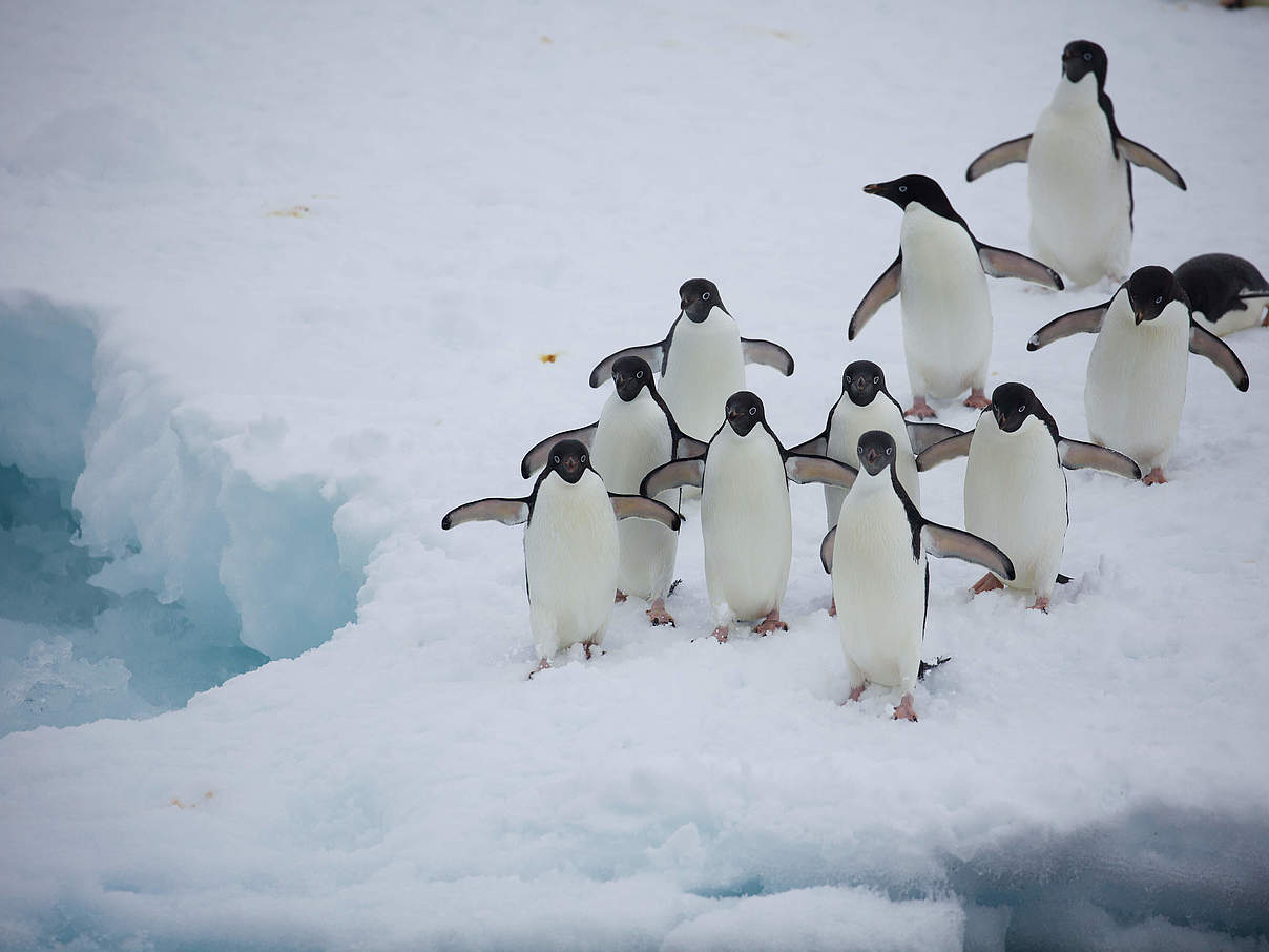 Pinguine © WWF-Aus / Chris Johnson