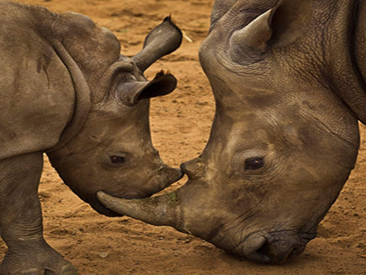 Breitmaulnashörner in Südafrika (c) Brent Stirton / Getty Images / WWF UK