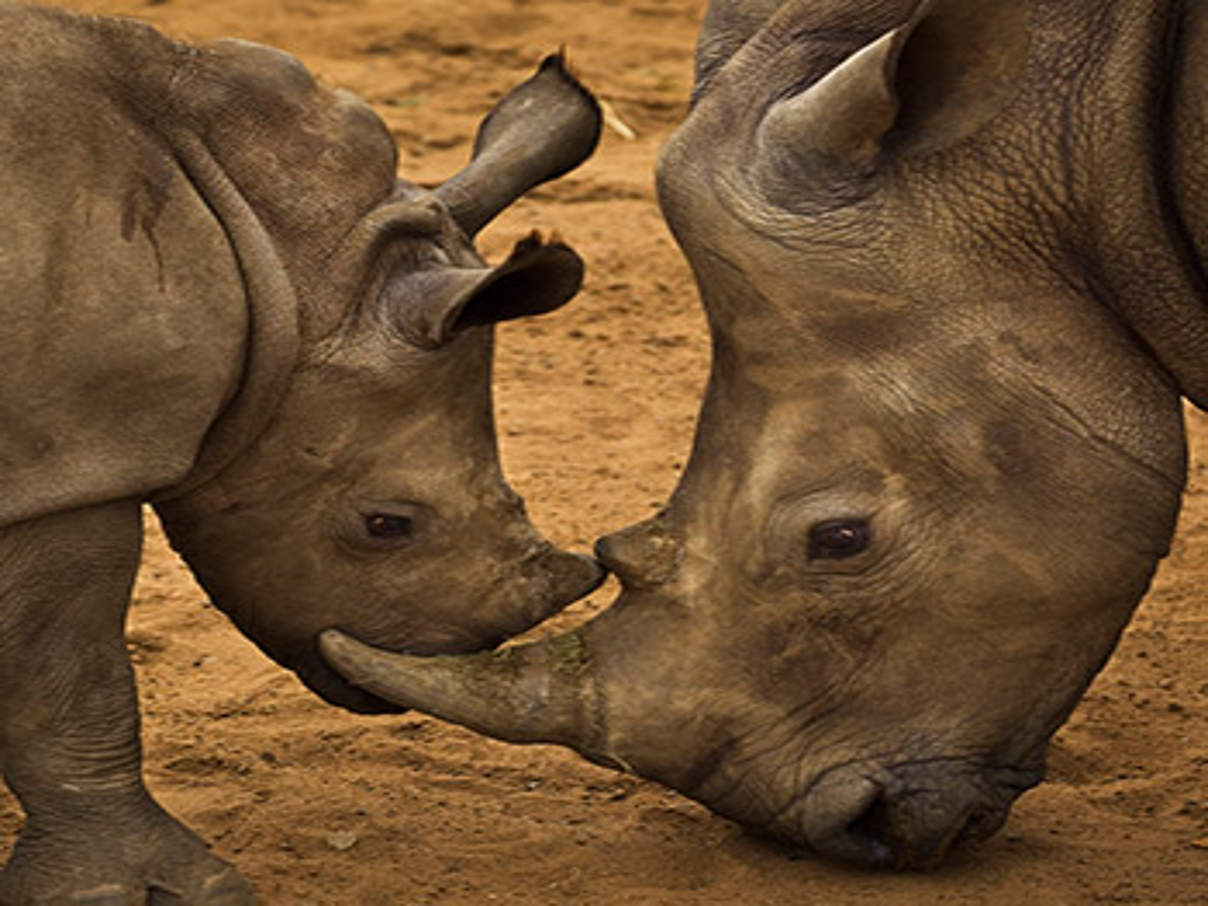 Breitmaulnashörner © Brent Stirton / Getty Images / WWF-UK