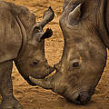 Breitmaulnashörner in Südafrika (c) Brent Stirton / Getty Images / WWF UK