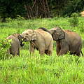 Kleine Elefanten in Asien @ Kuiburi NP credit by Wayuphong JITVIJAK WWF Thailand