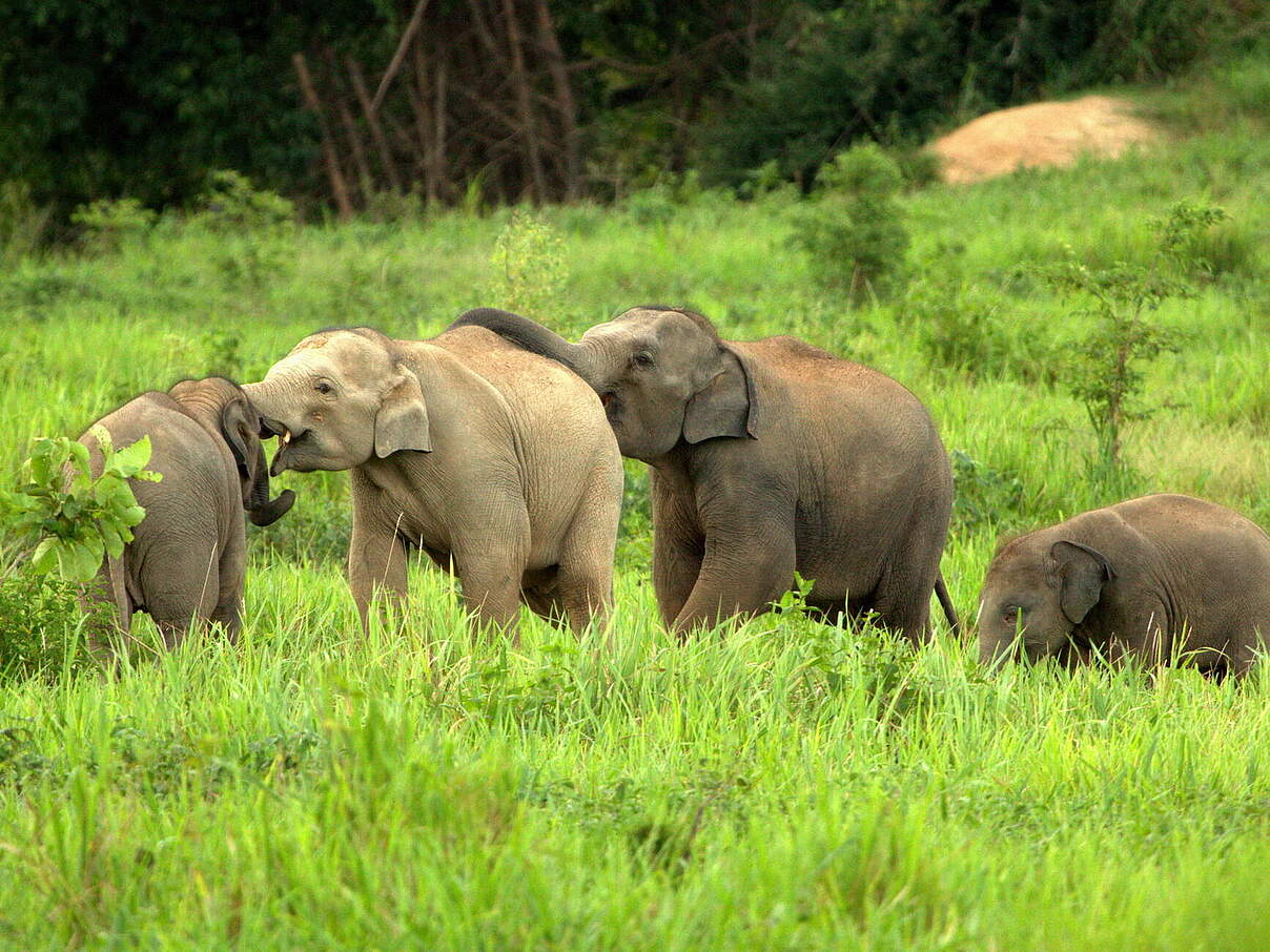 Kleine Elefanten in Asien @ Kuiburi NP credit by Wayuphong JITVIJAK WWF Thailand
