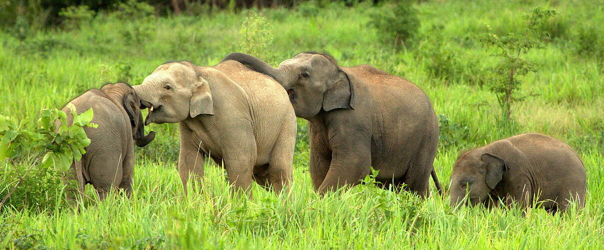 Kleine Elefanten in Asien @ Kuiburi NP credit by Wayuphong JITVIJAK WWF Thailand