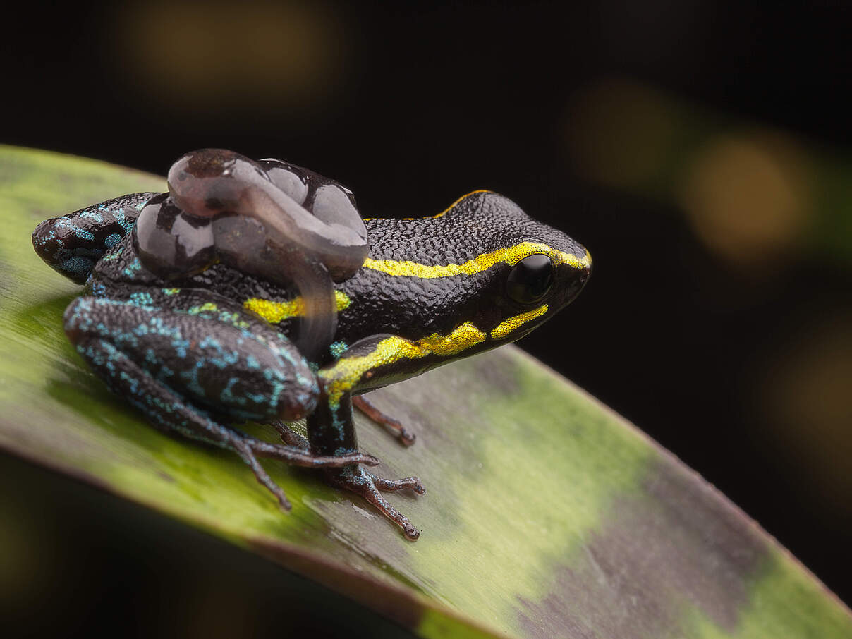 Baumsteigerfrosch mit Jungtier