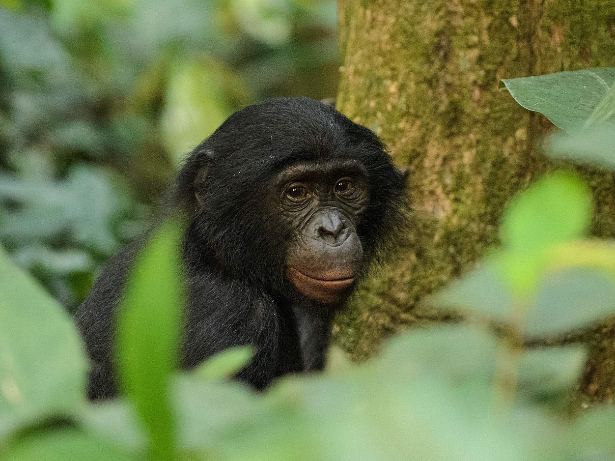 Bonobo © Matthias Dehling