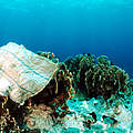Plastiktüte auf einer Koralle im Indo-Pazifischen Ozean © Jürgen Freund / WWF