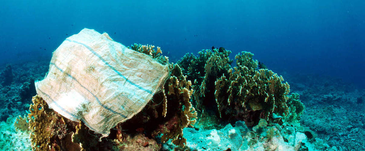 Plastiktüte auf einer Koralle im Indo-Pazifischen Ozean © Jürgen Freund / WWF
