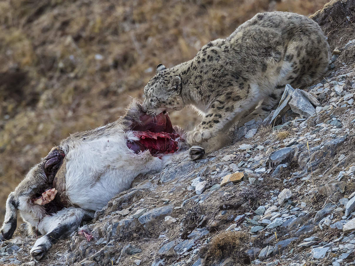 Schneeleopard mit Beute © Jed Weingarten / Wild Wonders of China / WWF