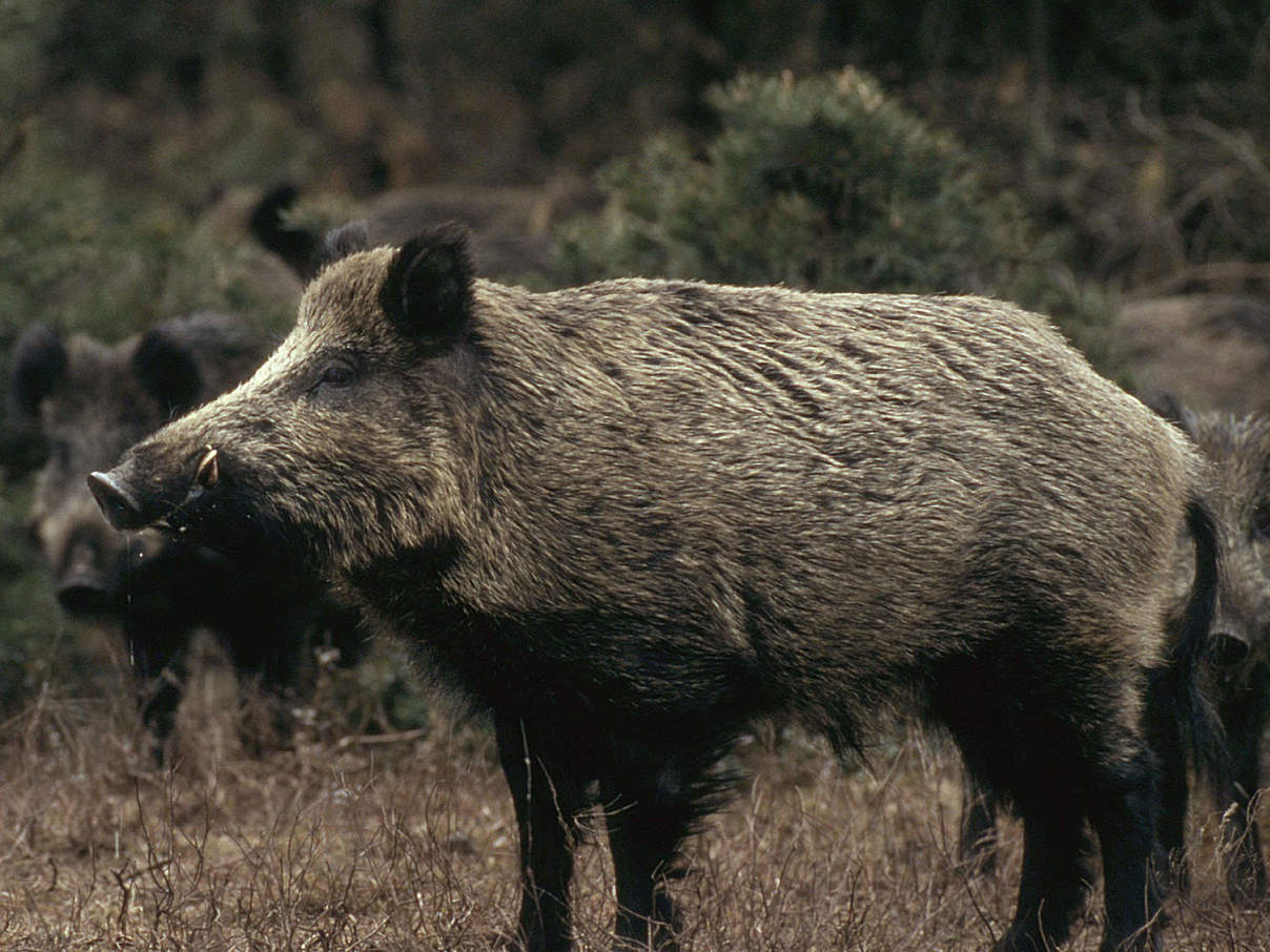 Wildschwein © Fred F. Hazelhoff / WWF