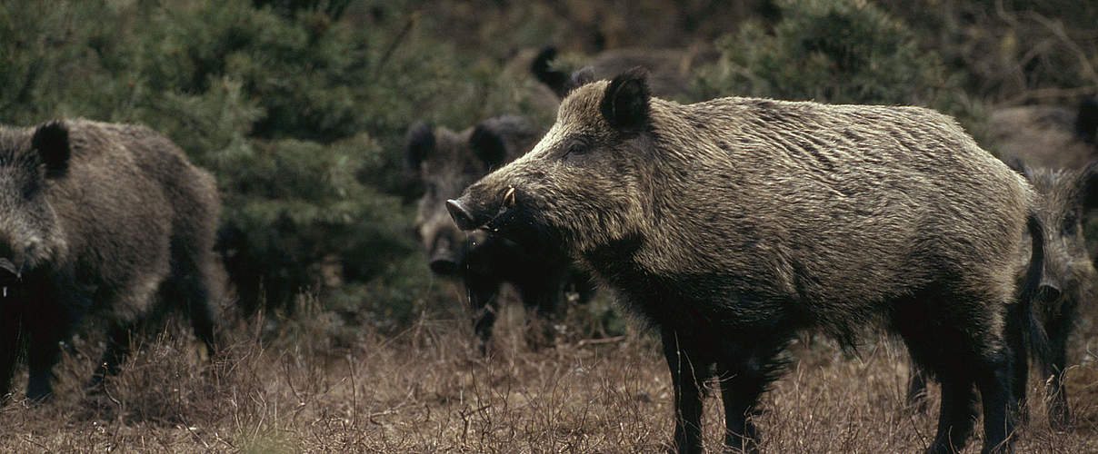 Wildschwein © Fred F. Hazelhoff / WWF