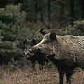 Wildschwein © Fred F. Hazelhoff / WWF