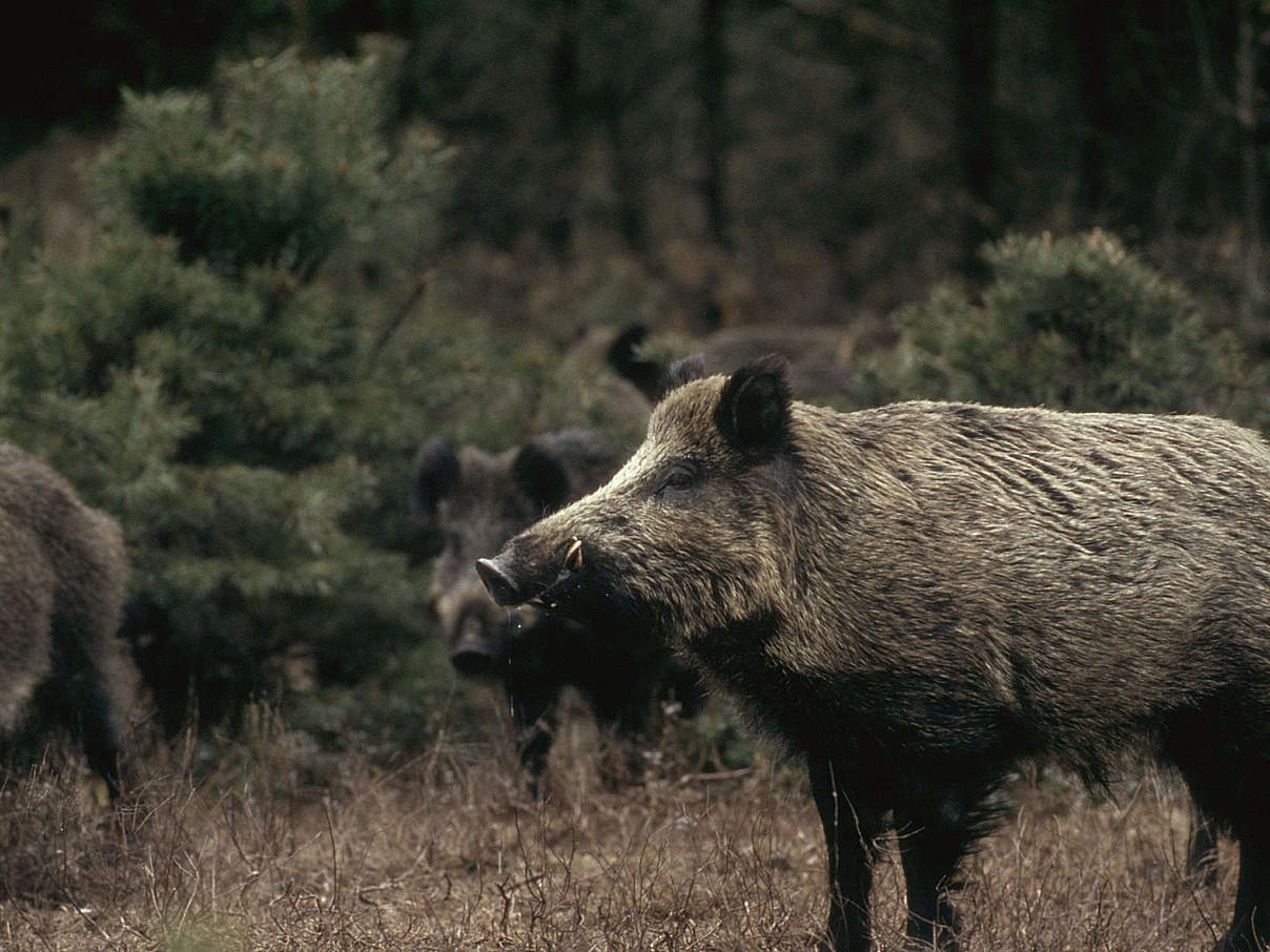 Wildschwein © Fred F. Hazelhoff / WWF